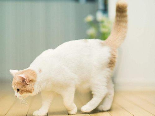 娱乐吃瓜君猫咪,揭秘娱乐圈的喵星人趣事